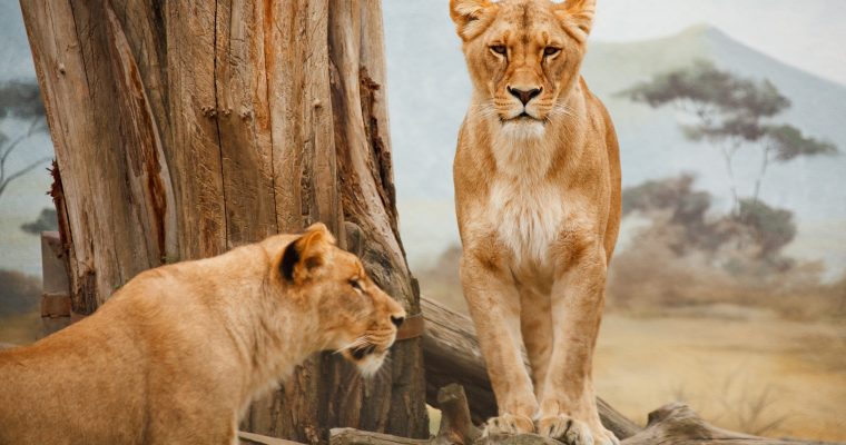 Die besten Tipps für Safari Fotografie