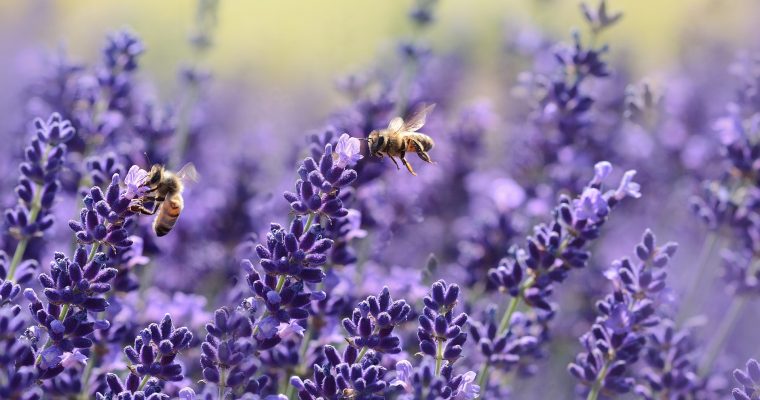 Blumen richtig fotografieren