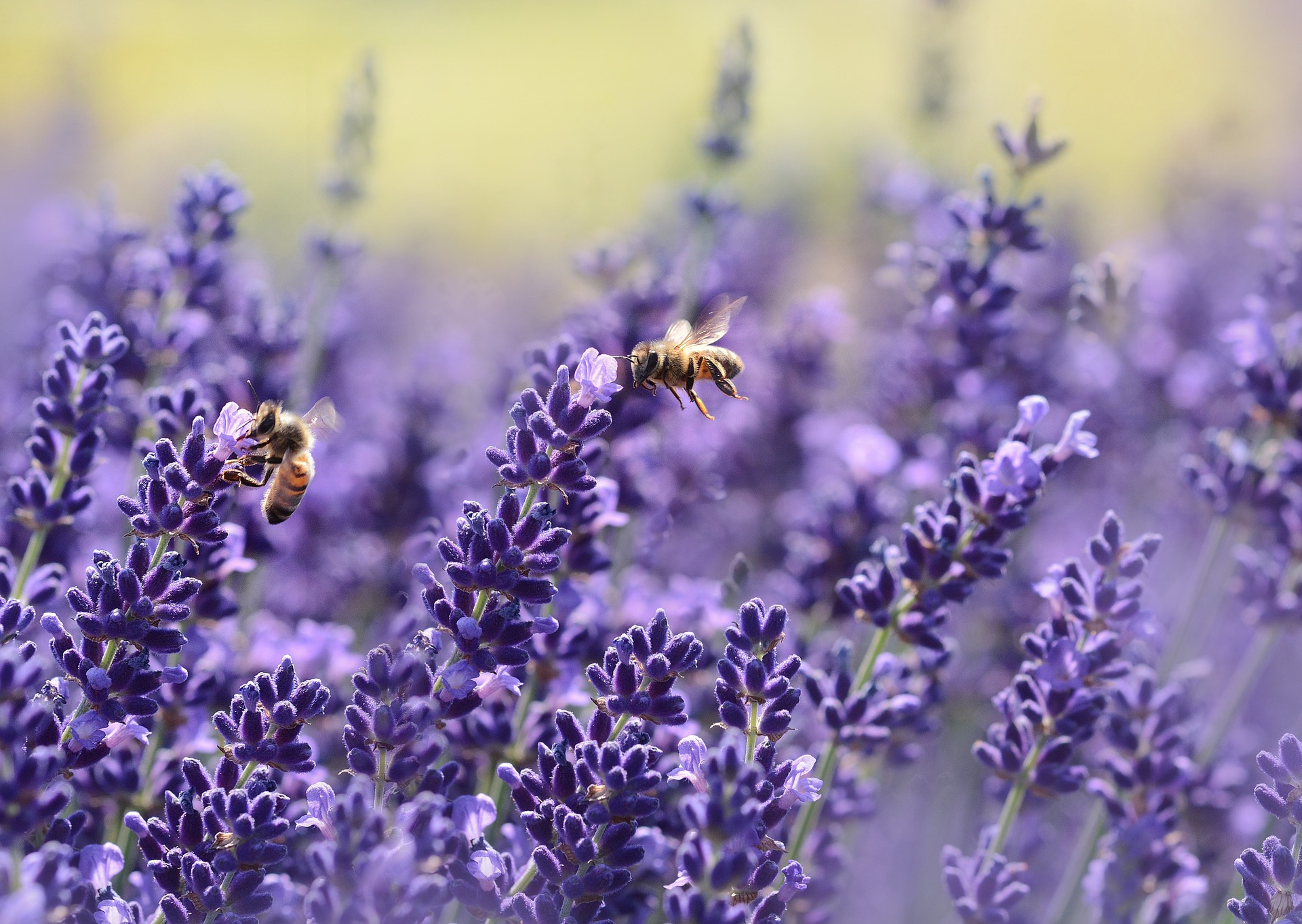 Blumen richtig fotografieren