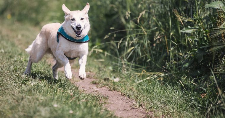 Hunde beim Rennen fotografieren