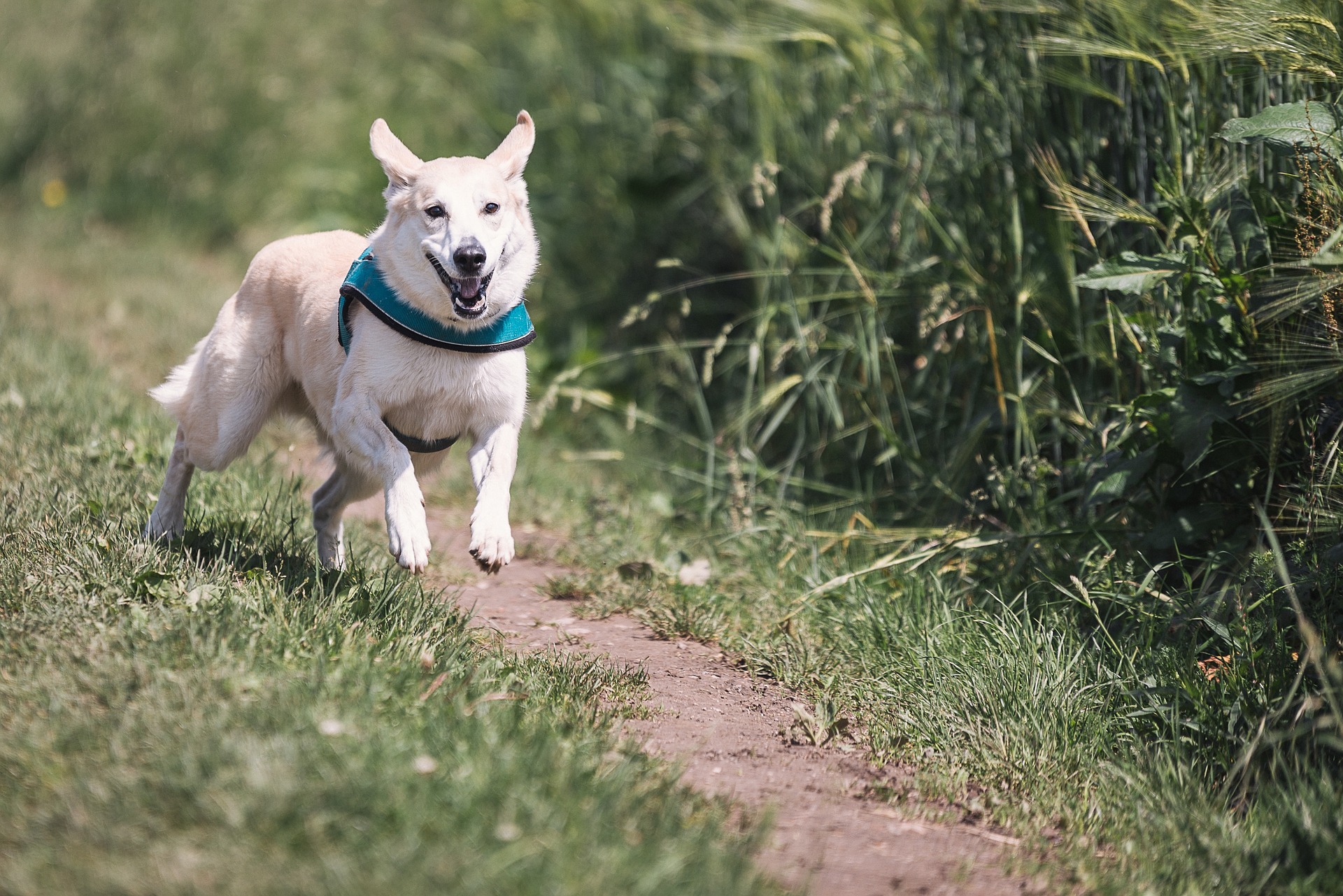 Hunde beim Rennen fotografieren